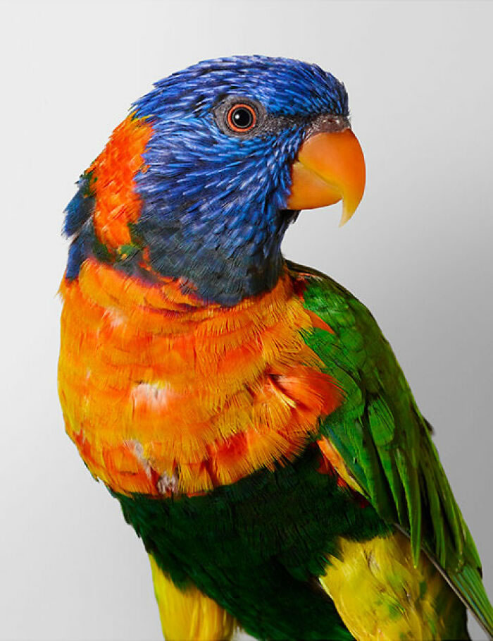 Beautiful Posed Birds Photos By Leila Jeffreys