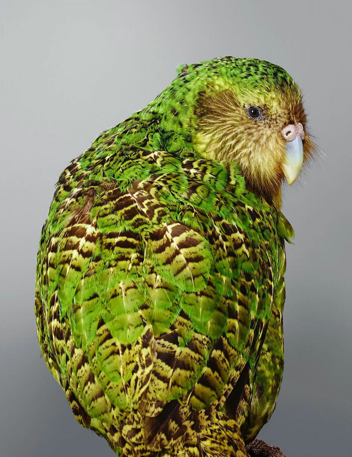 Beautiful Posed Birds Photos By Leila Jeffreys