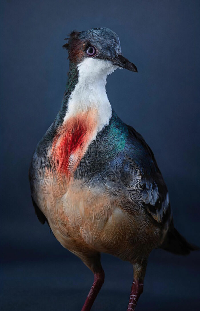 Beautiful Posed Birds Photos By Leila Jeffreys