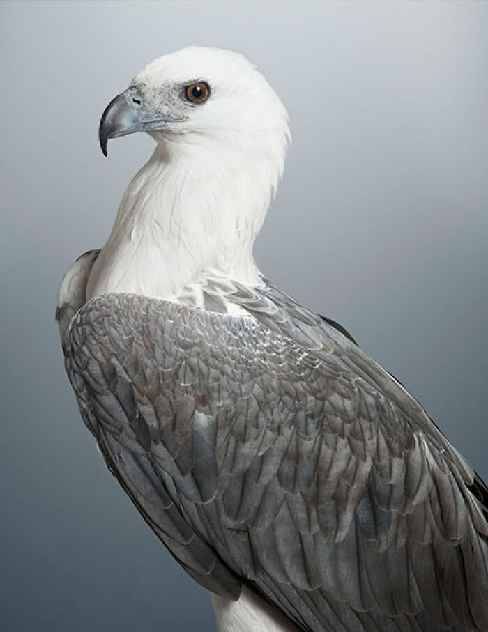 Beautiful Posed Birds Photos By Leila Jeffreys