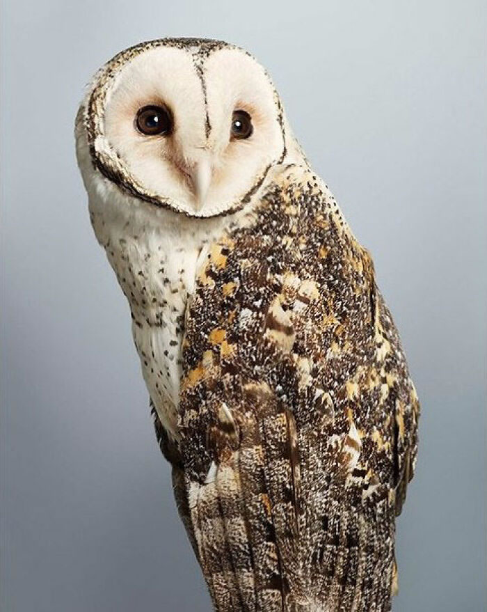 Beautiful Posed Birds Photos By Leila Jeffreys