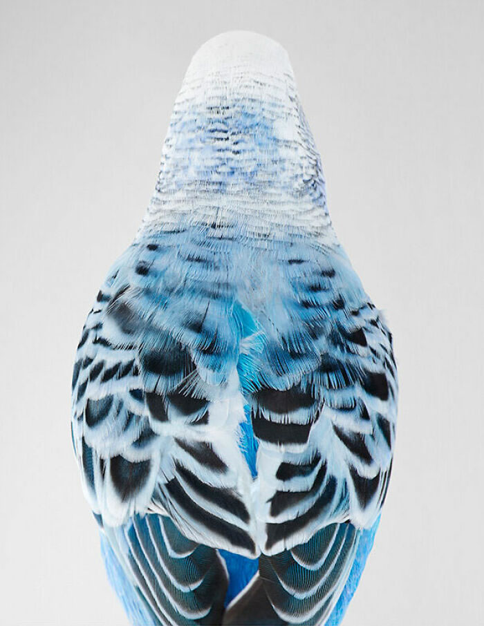 Beautiful Posed Birds Photos By Leila Jeffreys