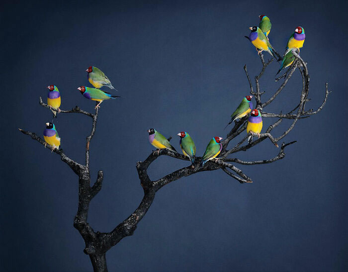 Beautiful Posed Birds Photos By Leila Jeffreys