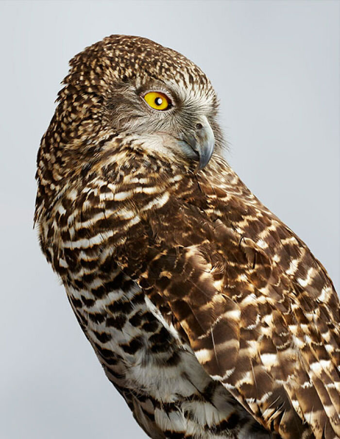 Beautiful Posed Birds Photos By Leila Jeffreys