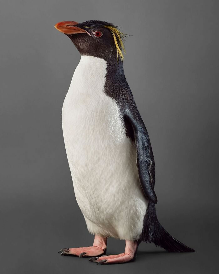 Beautiful Posed Birds Photos By Leila Jeffreys