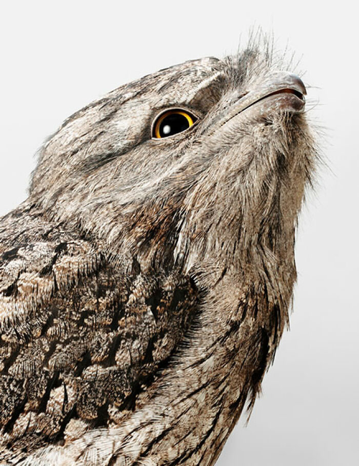 Beautiful Posed Birds Photos By Leila Jeffreys