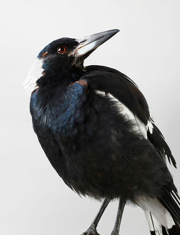 Beautiful Posed Birds Photos By Leila Jeffreys