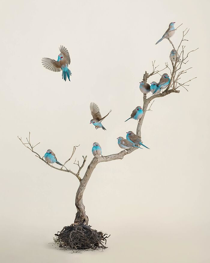 Beautiful Posed Birds Photos By Leila Jeffreys