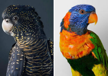 Beautiful Posed Birds Photos By Leila Jeffreys