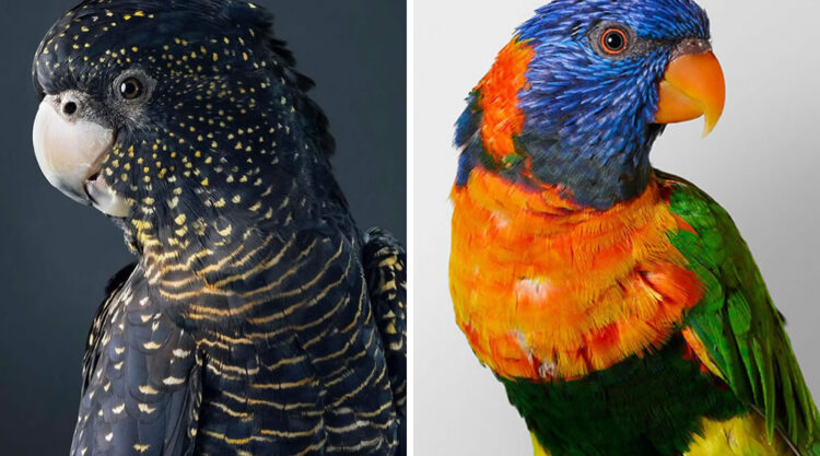 Beautiful Posed Birds Photos By Leila Jeffreys