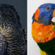 Beautiful Posed Birds Photos By Leila Jeffreys