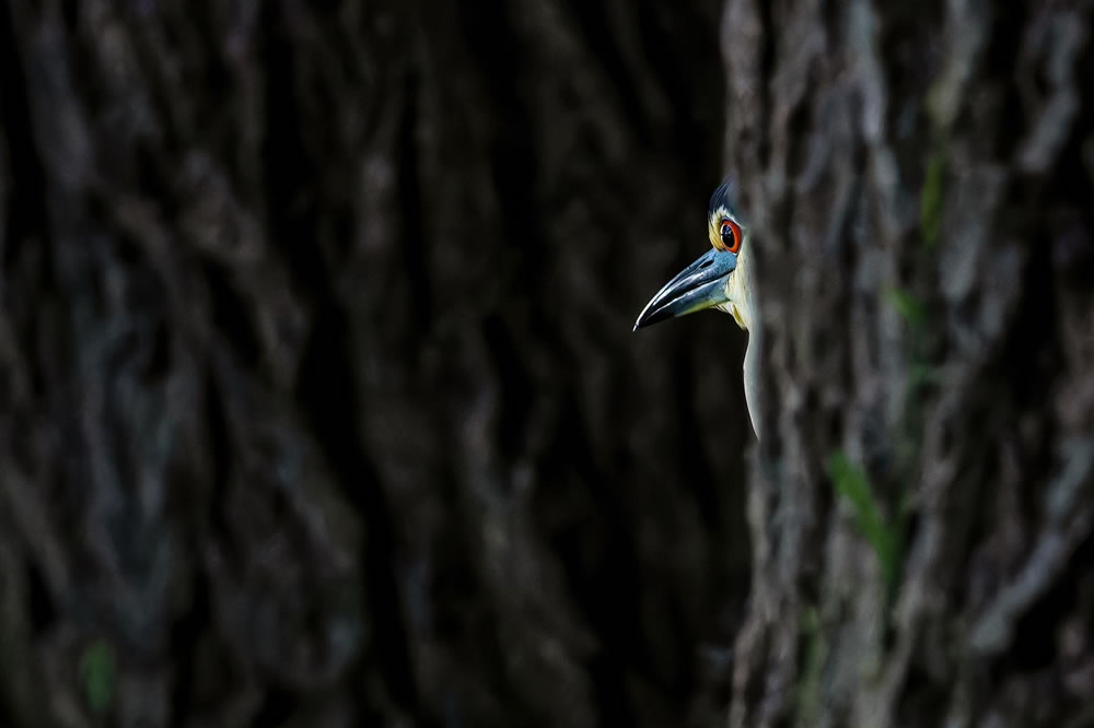 Nature Winners Of European Photography Awards 2023