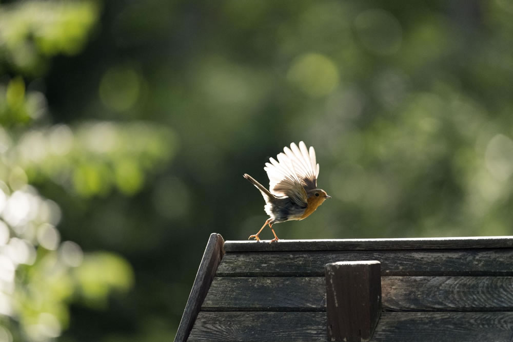 Nature Winners Of European Photography Awards 2023