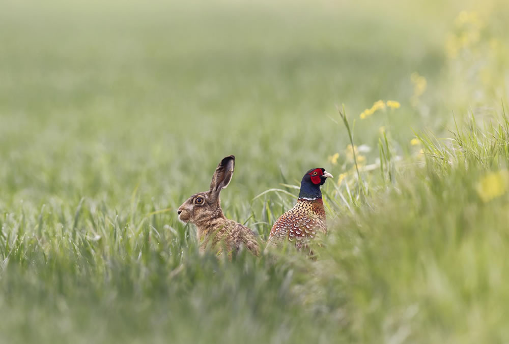 Nature Winners Of European Photography Awards 2023