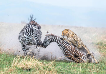 Nature Winners Of European Photography Awards 2023