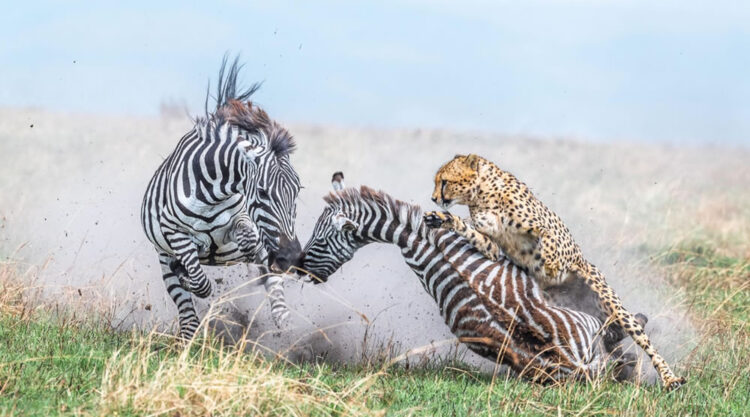 Nature Winners Of European Photography Awards 2023