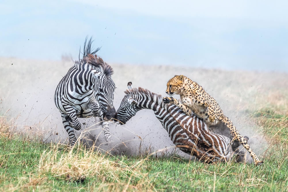 Nature Winners Of European Photography Awards 2023