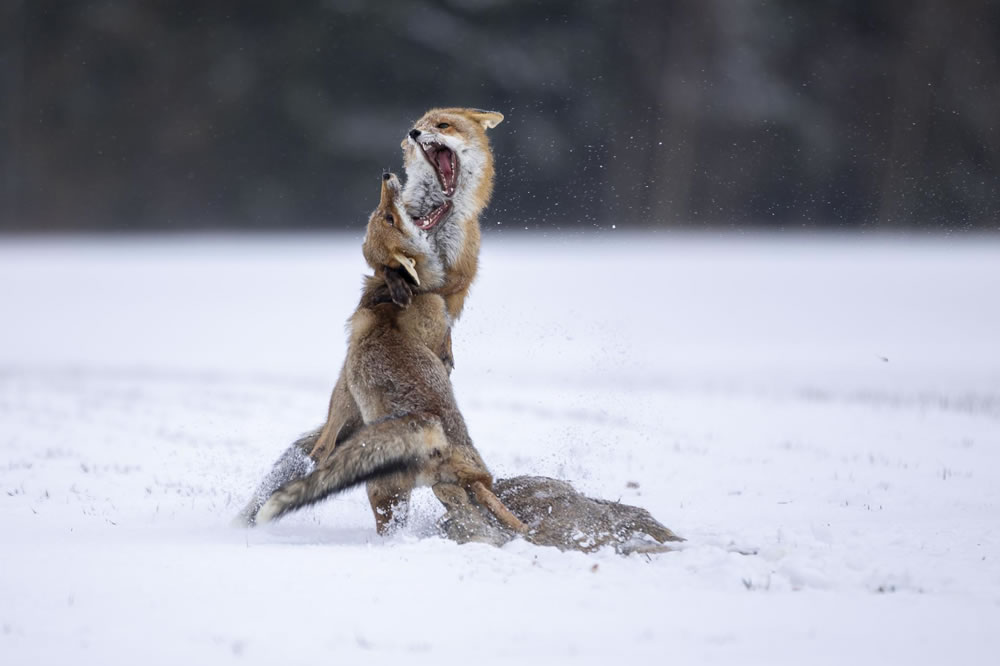 Nature Winners Of European Photography Awards 2023