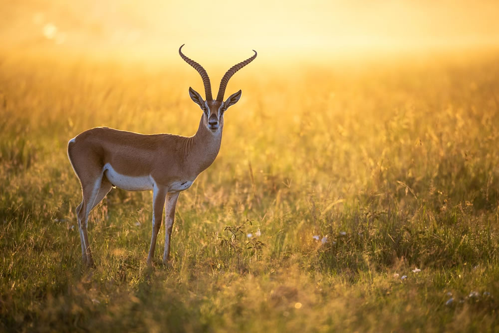 Nature Winners Of European Photography Awards 2023