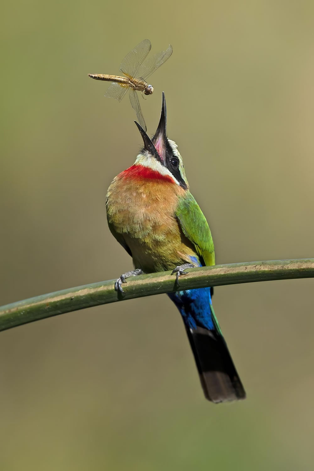 Nature Winners Of European Photography Awards 2023