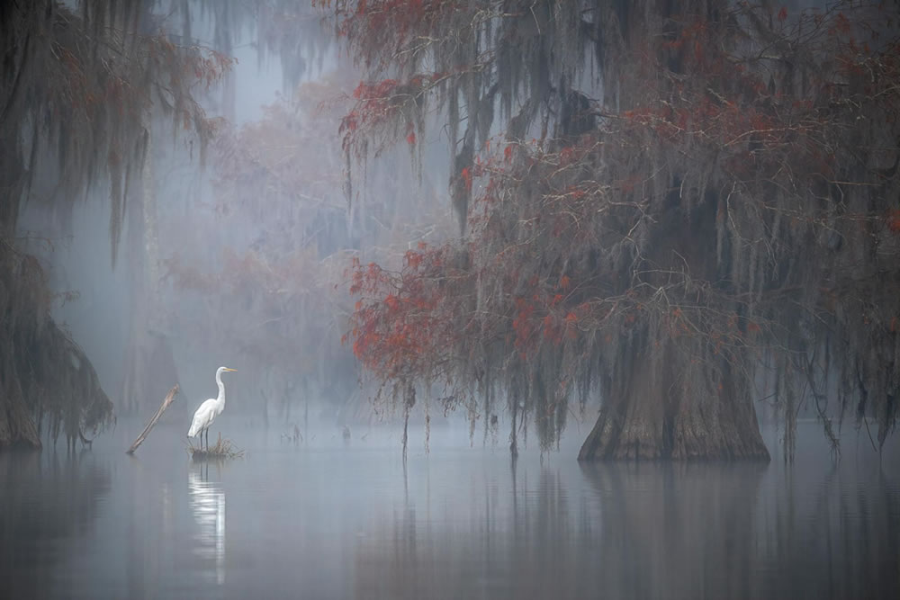 Nature Winners Of European Photography Awards 2023