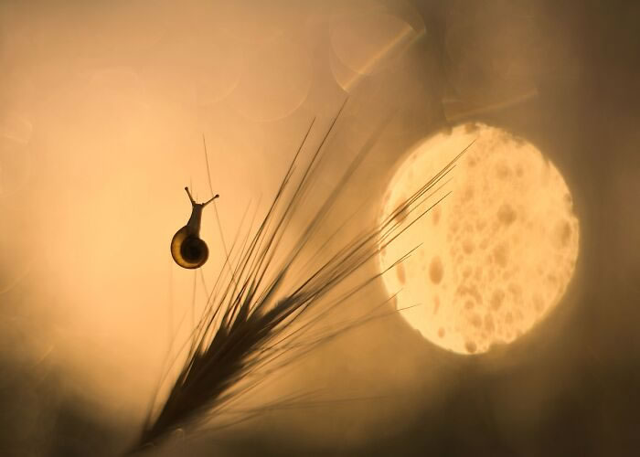 Macro Photos During The Golden Hour by Katarzyna Zaluzna