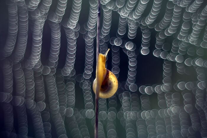 Macro Photos During The Golden Hour by Katarzyna Zaluzna