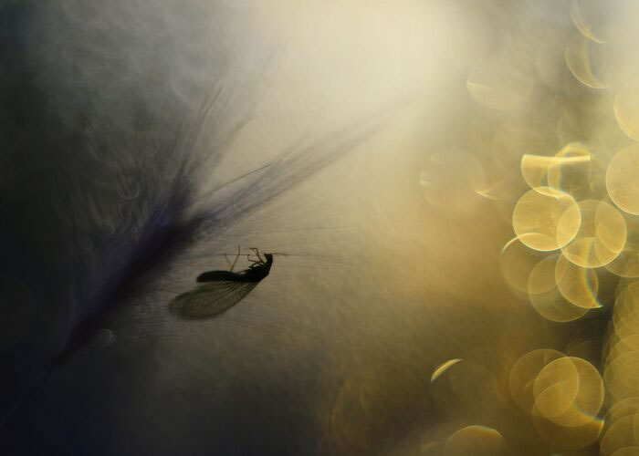 Macro Photos During The Golden Hour by Katarzyna Zaluzna