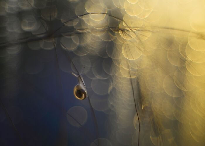 Macro Photos During The Golden Hour by Katarzyna Zaluzna