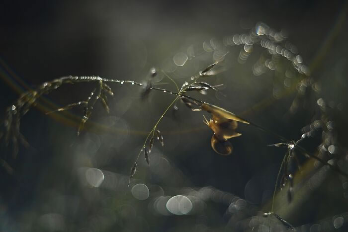 Macro Photos During The Golden Hour by Katarzyna Zaluzna