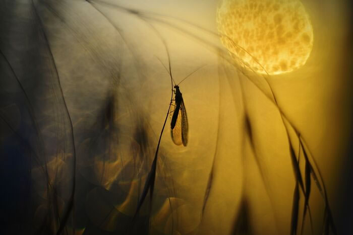 Macro Photos During The Golden Hour by Katarzyna Zaluzna