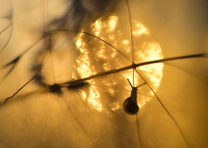 Macro Photos During The Golden Hour by Katarzyna Zaluzna