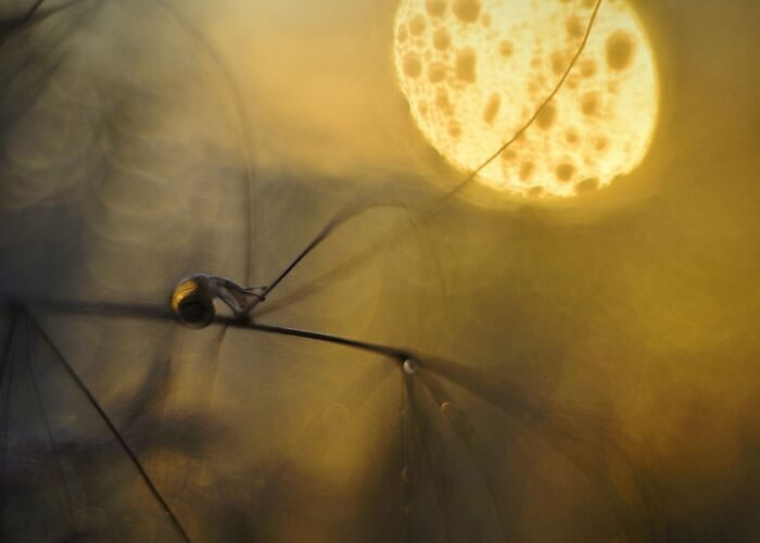 Macro Photos During The Golden Hour by Katarzyna Zaluzna