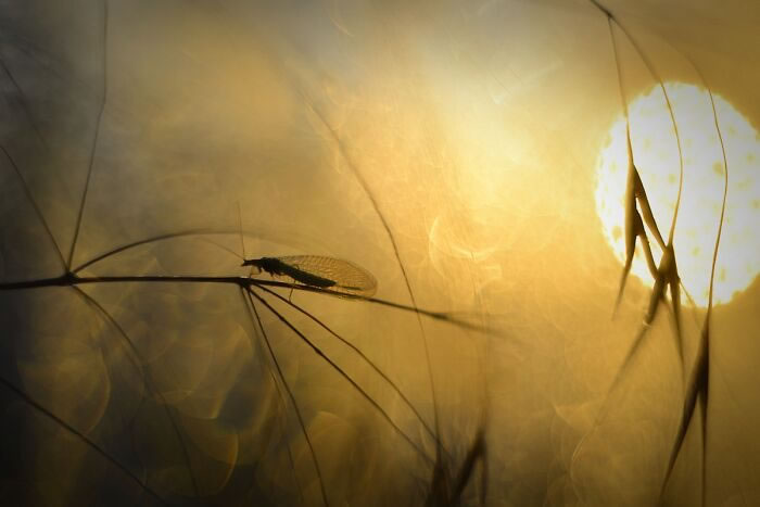 Macro Photos During The Golden Hour by Katarzyna Zaluzna