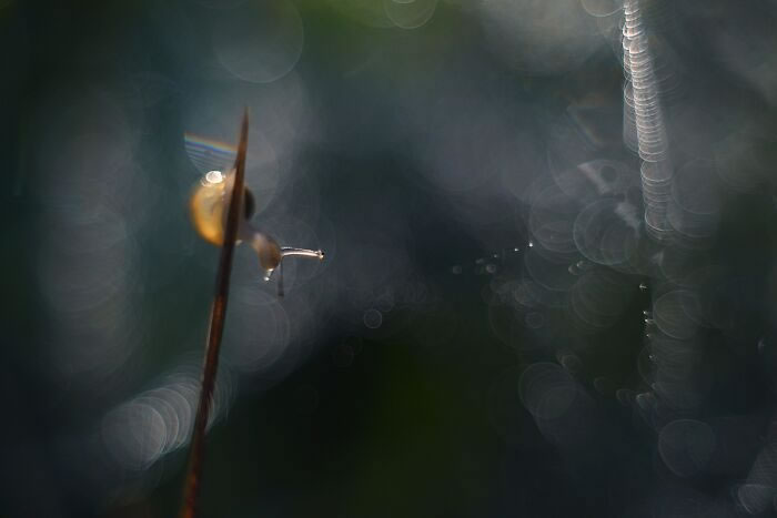 Macro Photos During The Golden Hour by Katarzyna Zaluzna