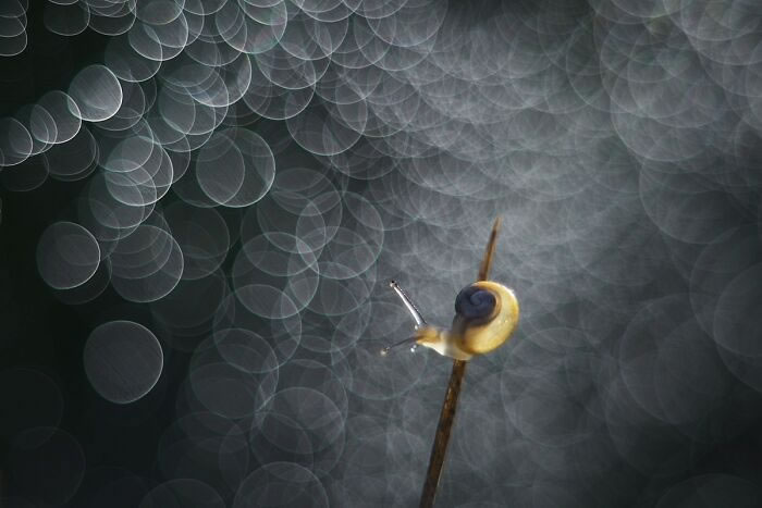 Macro Photos During The Golden Hour by Katarzyna Zaluzna