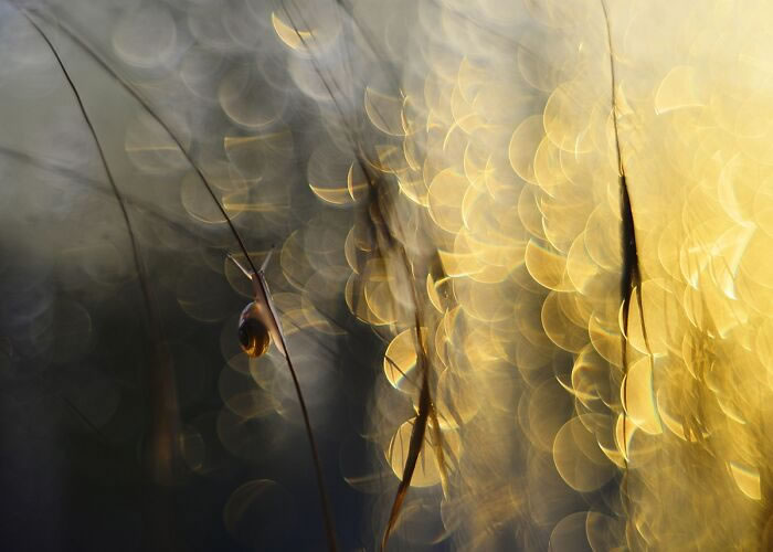 Macro Photos During The Golden Hour by Katarzyna Zaluzna