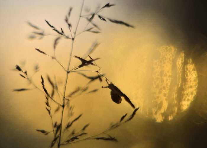 Macro Photos During The Golden Hour by Katarzyna Zaluzna