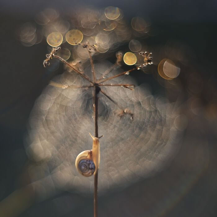 Macro Photos During The Golden Hour by Katarzyna Zaluzna