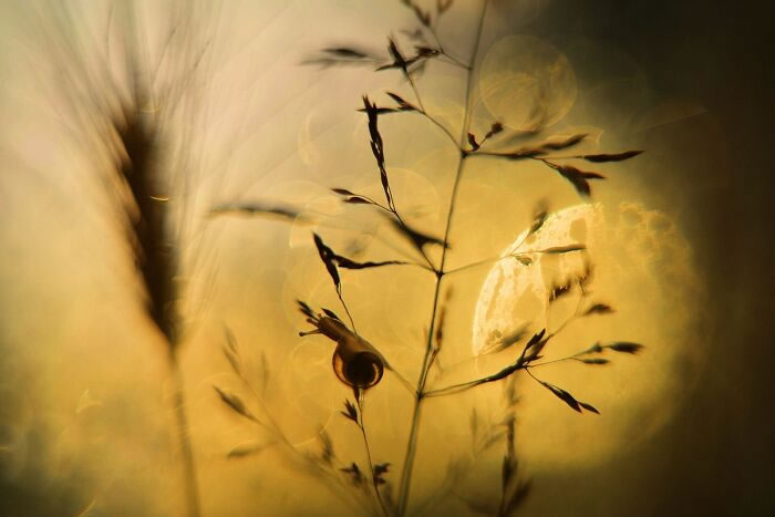 Macro Photos During The Golden Hour by Katarzyna Zaluzna