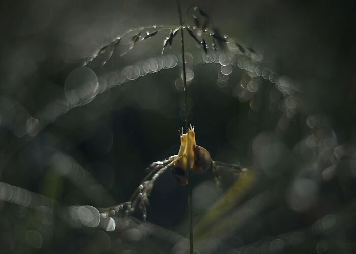 Macro Photos During The Golden Hour by Katarzyna Zaluzna