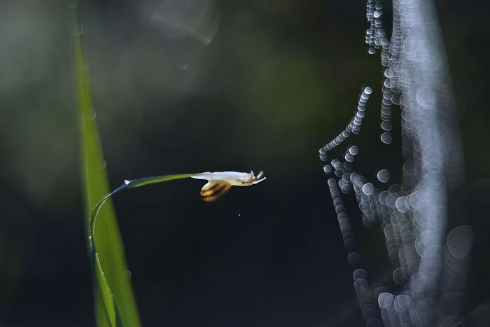 Macro Photos During The Golden Hour by Katarzyna Zaluzna