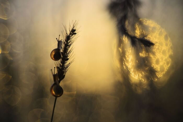 Macro Photos During The Golden Hour by Katarzyna Zaluzna