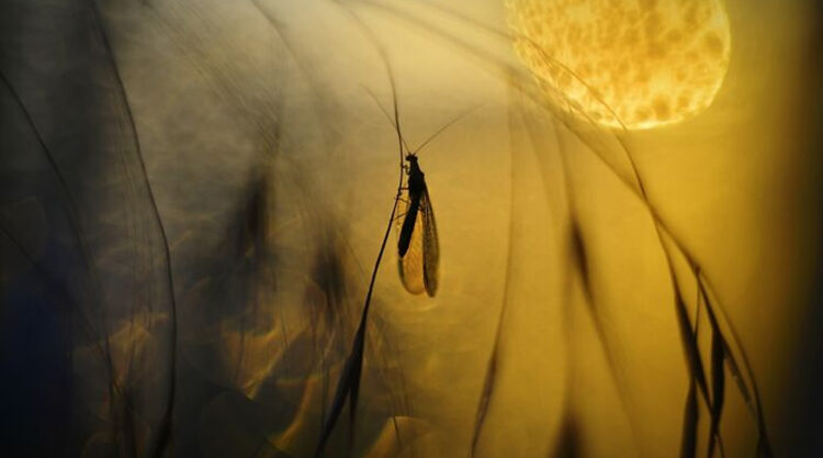 Macro Photos During The Golden Hour by Katarzyna Zaluzna