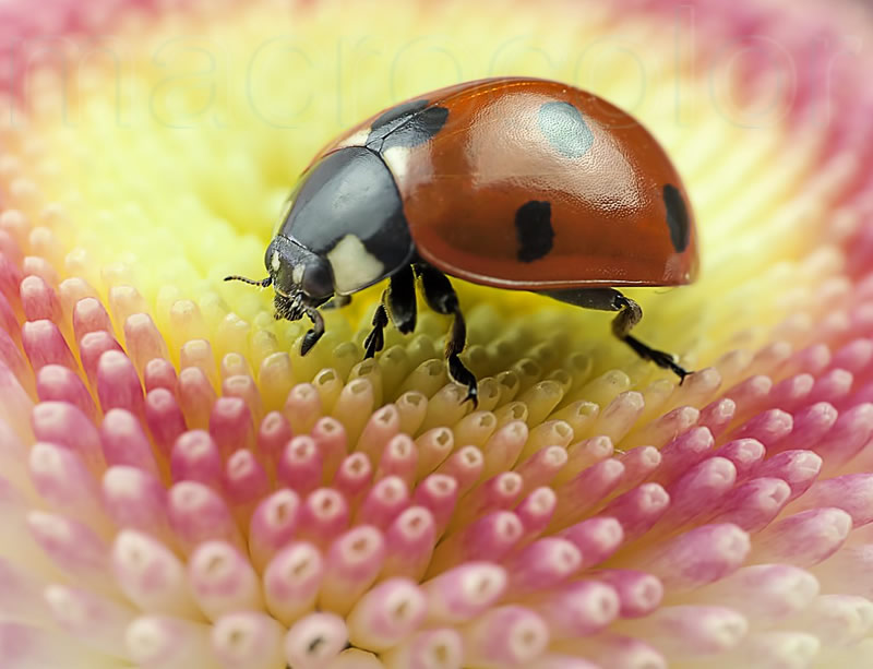 Beautiful Macro Photos Of Ladybugs by Tomasz SkoczenTomasz Skoczen