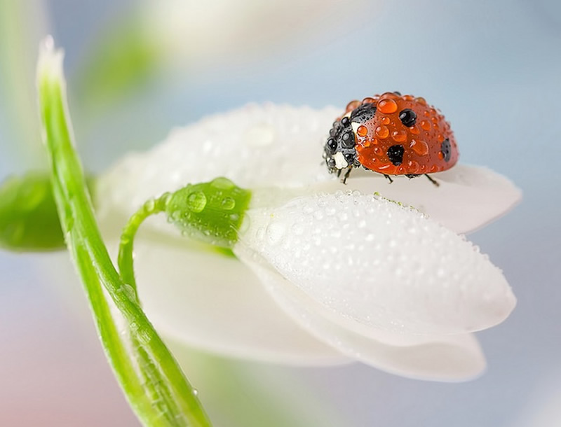 Beautiful Macro Photos Of Ladybugs by Tomasz SkoczenTomasz Skoczen