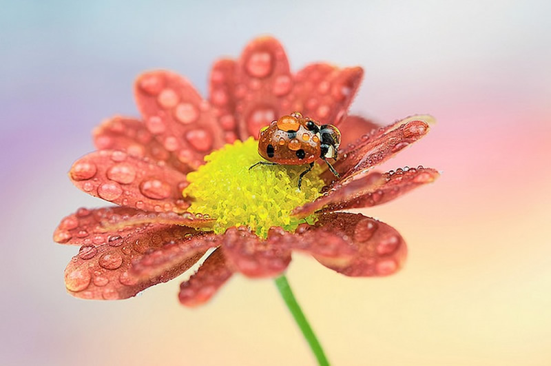 Beautiful Macro Photos Of Ladybugs by Tomasz SkoczenTomasz Skoczen