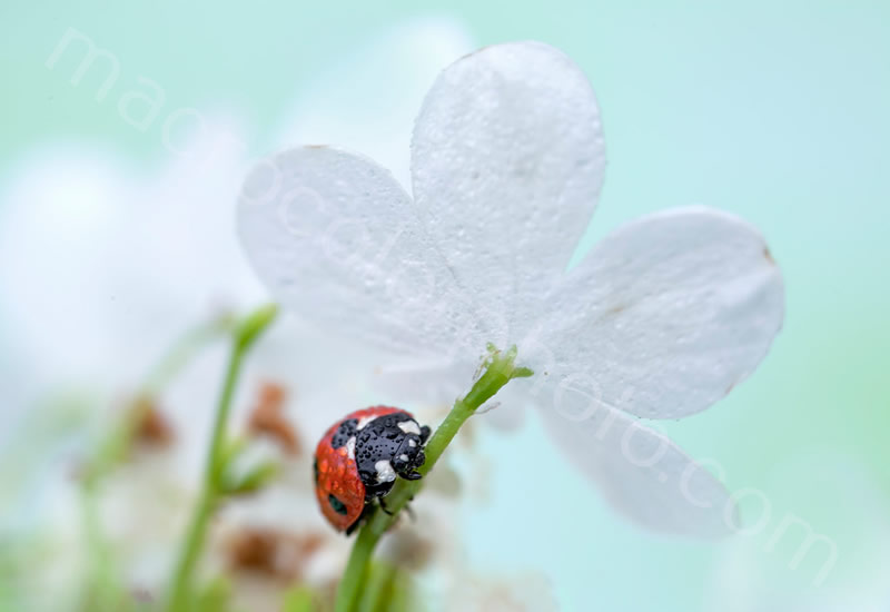 Beautiful Macro Photos Of Ladybugs by Tomasz SkoczenTomasz Skoczen