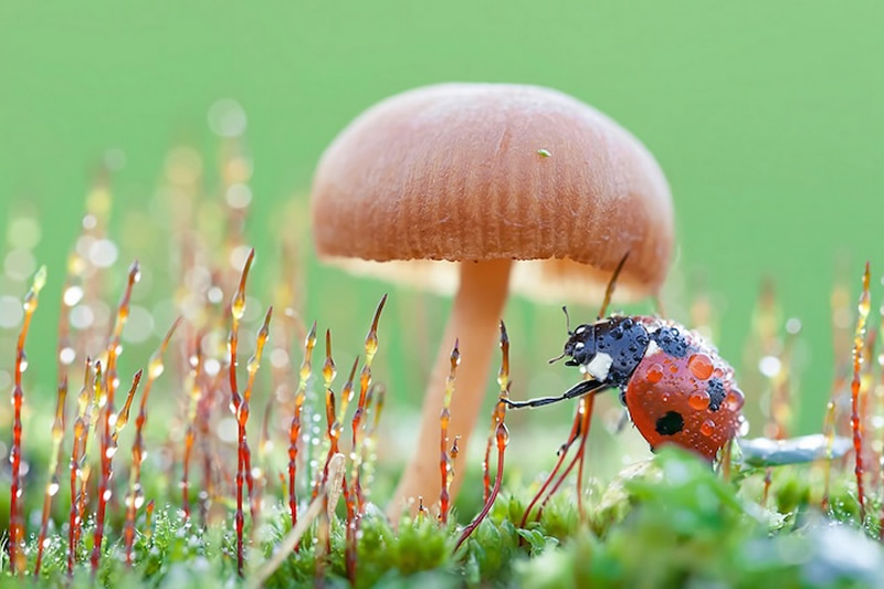 Beautiful Macro Photos Of Ladybugs by Tomasz SkoczenTomasz Skoczen