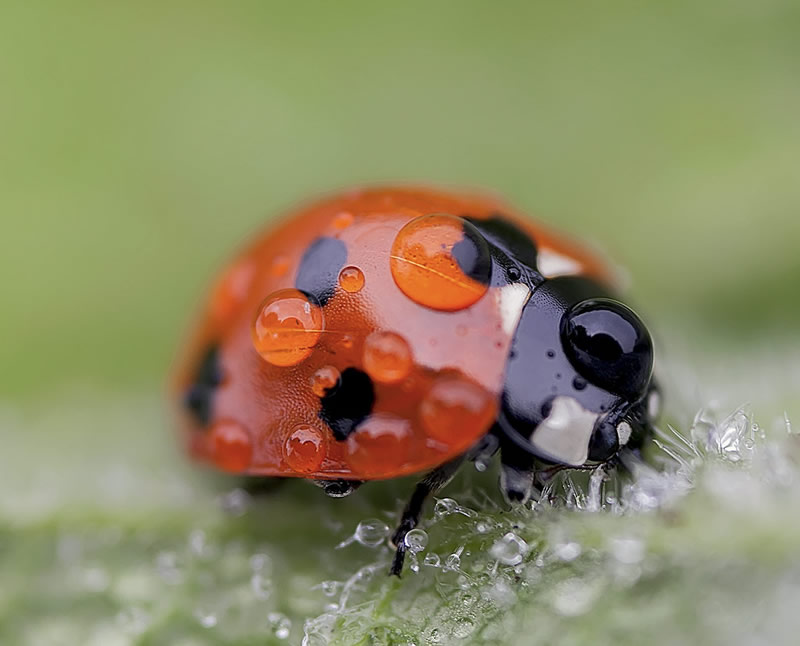 Beautiful Macro Photos Of Ladybugs by Tomasz SkoczenTomasz Skoczen